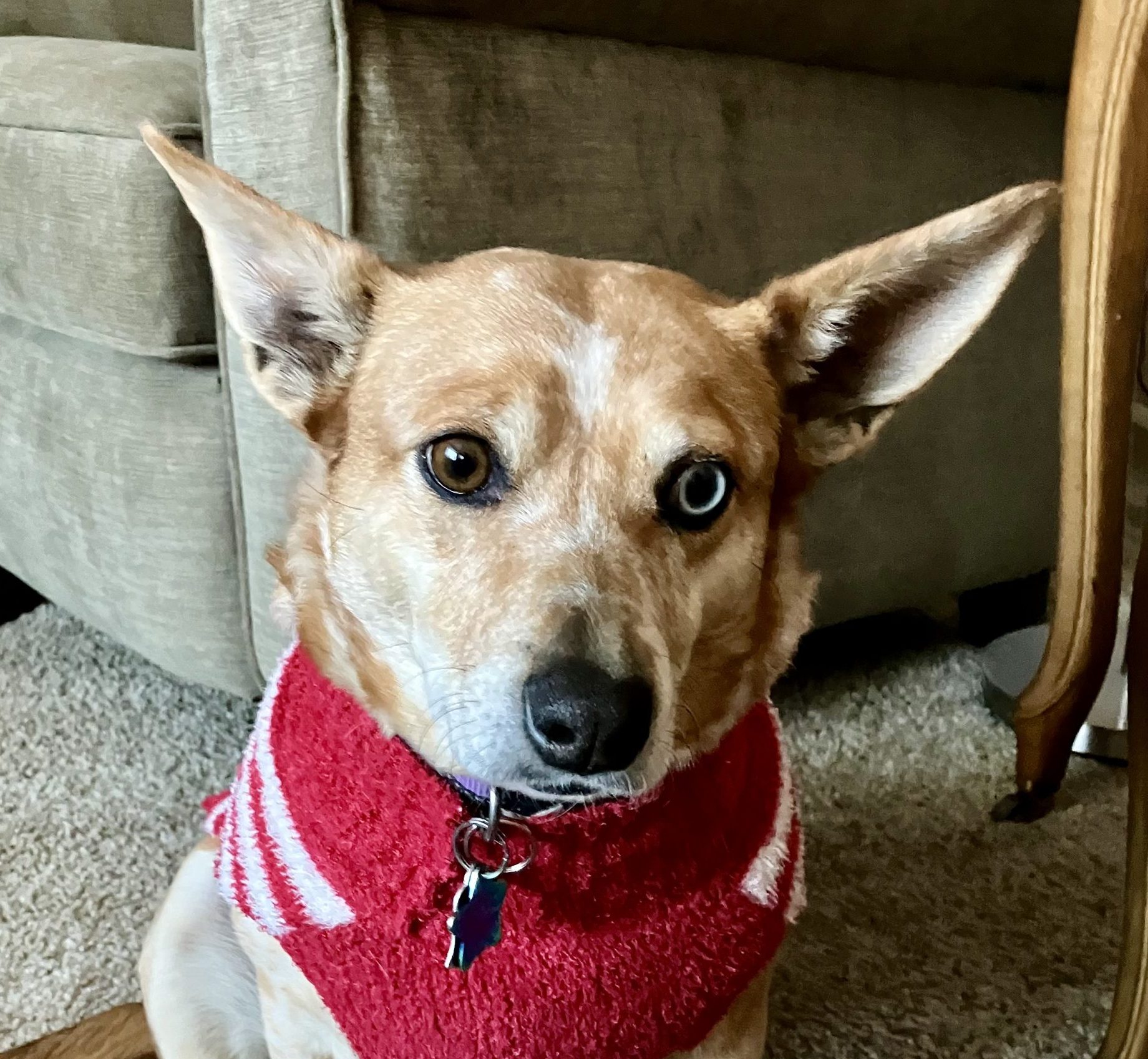 Roxy: The Resilient Aussie Corgi Mix
