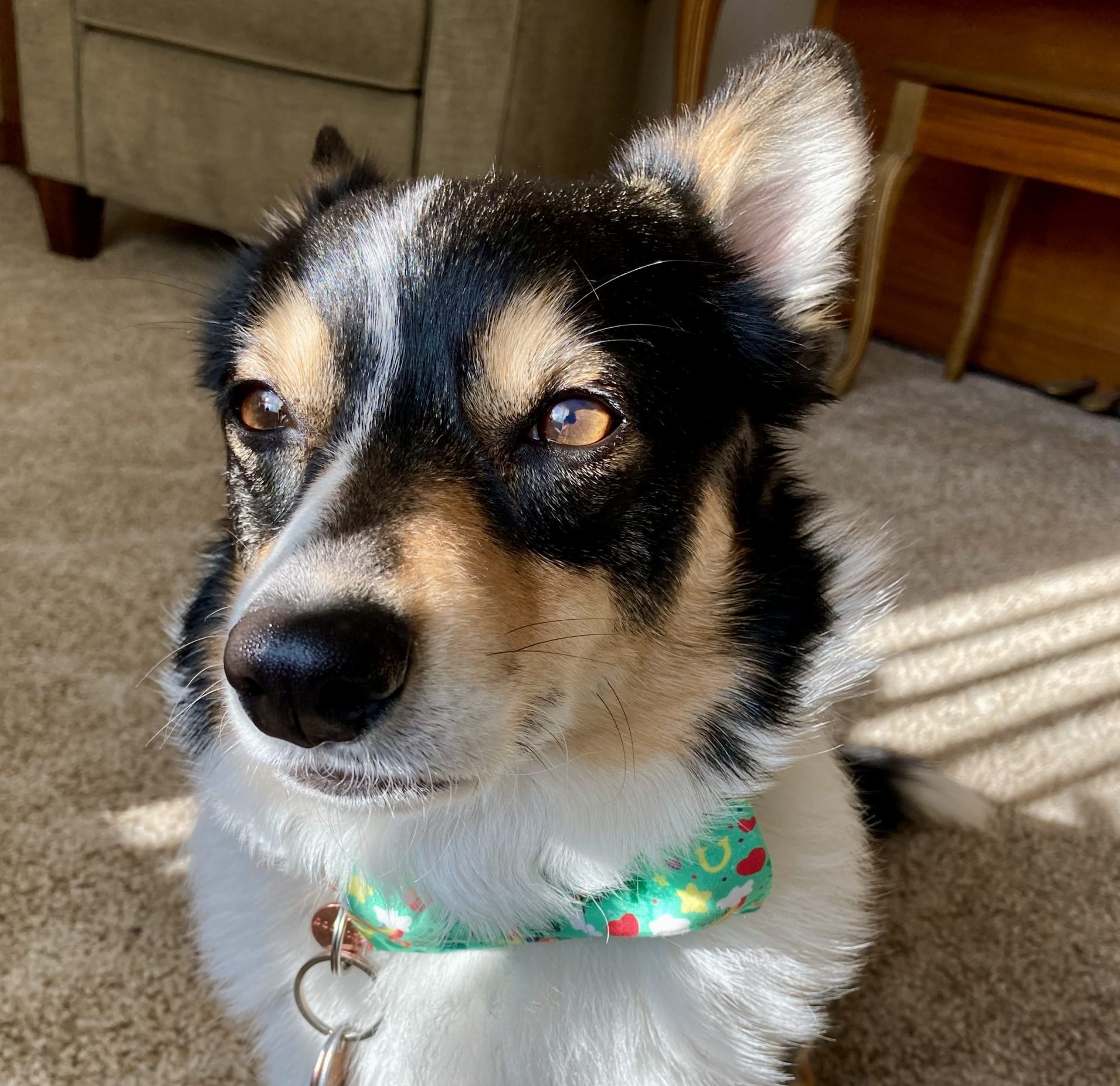 Leo: American Corgi Extraordinaire